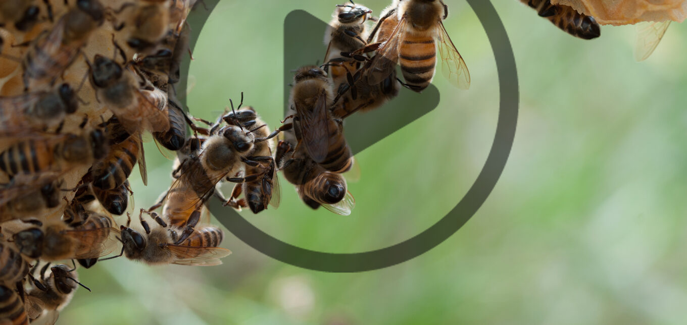 Ep. 183 Bee Parasites and Diseases in Your Hive – Mother Earth News - Vimarsana News